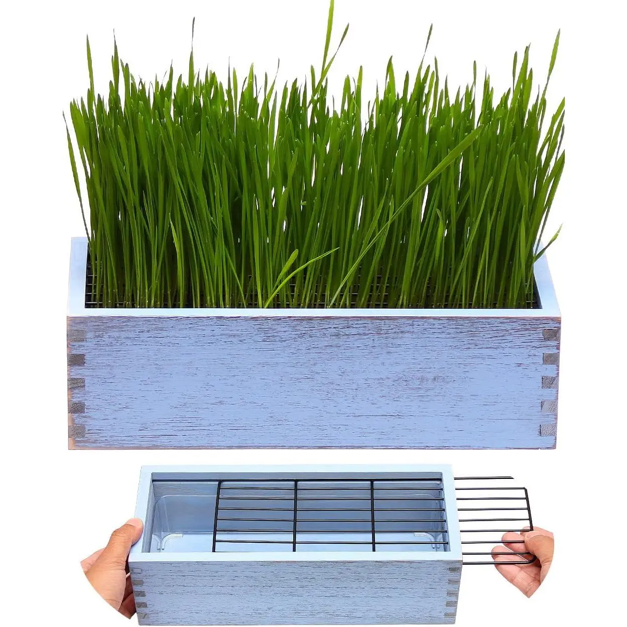 Wooden Cat Grass Planter (no Seeds Included) with Potting Soil Disks, Anti-Digging Grid and Removable Plastic Liner, Wheat Grass Growing Pot, Cat Grass Kit for Indoor Cats Pets (Amber Blue)