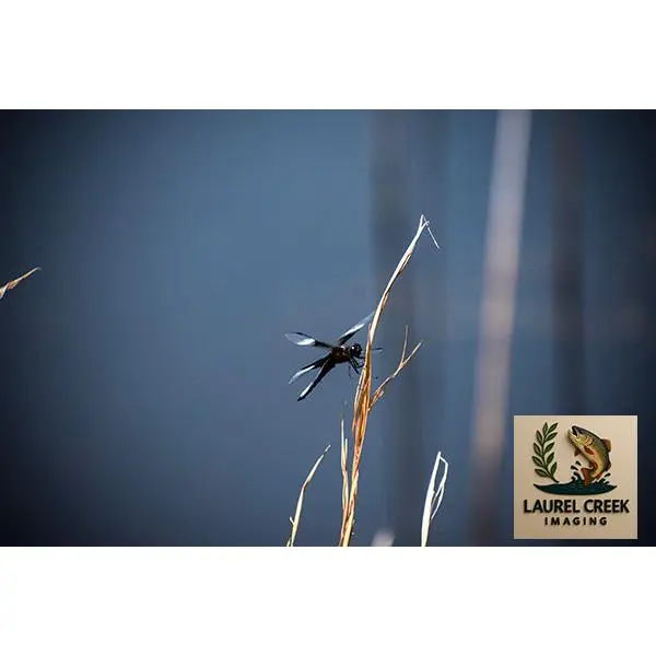 Blue Ridge Sentinel – Appalachian Dragonfly Fine Art Print