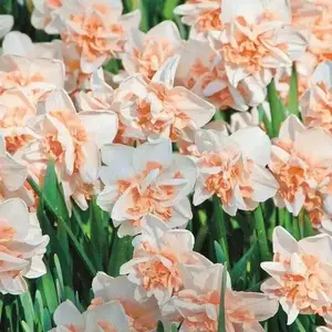 Daffodil Pink Champagne, double daffodil, FALL PLANTING Bulb
