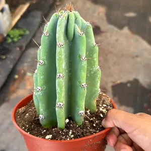 Cereus Peruvian apple Cactus 6 inch pot