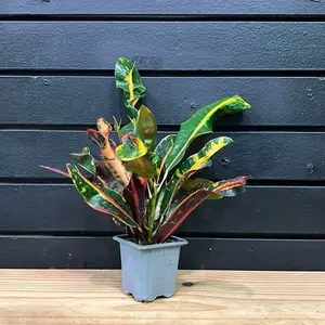 Lauren's Rainbow  Croton Plant 4 Inch Pot
