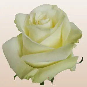 Mondial Roses Fresh Premium Imported From Ecuador White with Green Outer Petals Large Bloom Size 5.5-6.0cm 37 Petals Year-round Availability