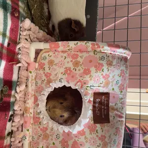 Guinea Pig Hideout Tassel Tunnel Rabbit Hideout No Bottom Guinea Pig Bed - Easy to Clean & Move - Thickened Skeleton & Breathable Bunny Beds - Small Animal Indoor Habitat for Rabbit Guinea Pig Ferret Hedgehog