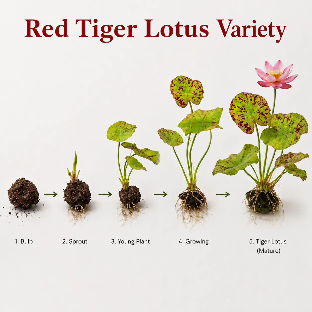 Tiger Lotus Bulb