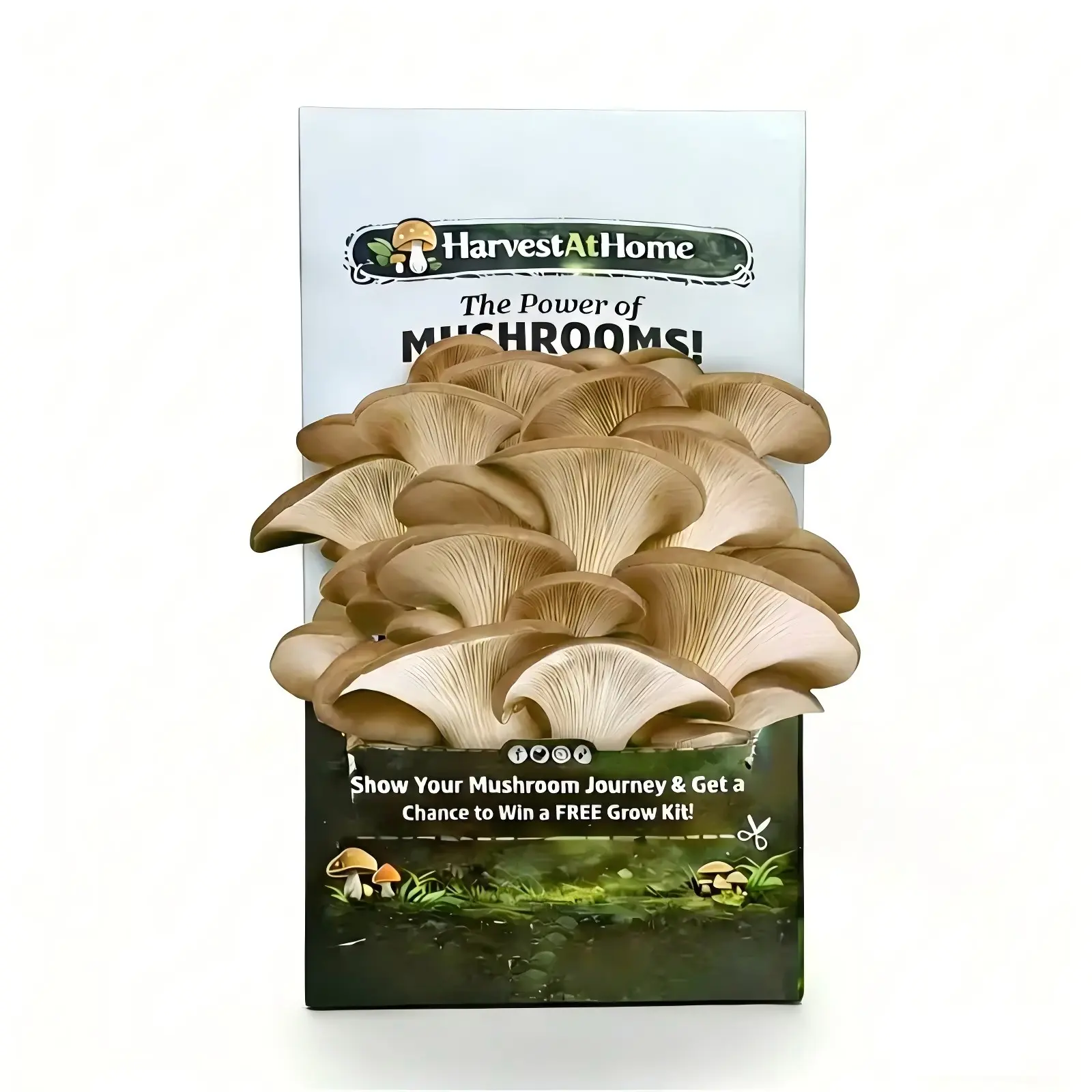 Organic Oyster Mushroom Grow Kit 3.5 lb | 1-7 Days Harvest | Easy to Grow Indoor | No Soil/Sun Required, Multiple Harvests | USDA Organic | Non-GMO | Made in USA | Perfect for Home Kitchen & Gardening EnthusiastsGift for Adults & Kids