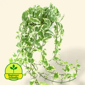 Pothos Njoy 6” Hanging Basket - Low Maintenance Hanging House Plant