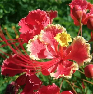LIVE PLANT 3ft - Caesalpina pulcherrima Red - Dwarf Poinciana Pride of Barbados