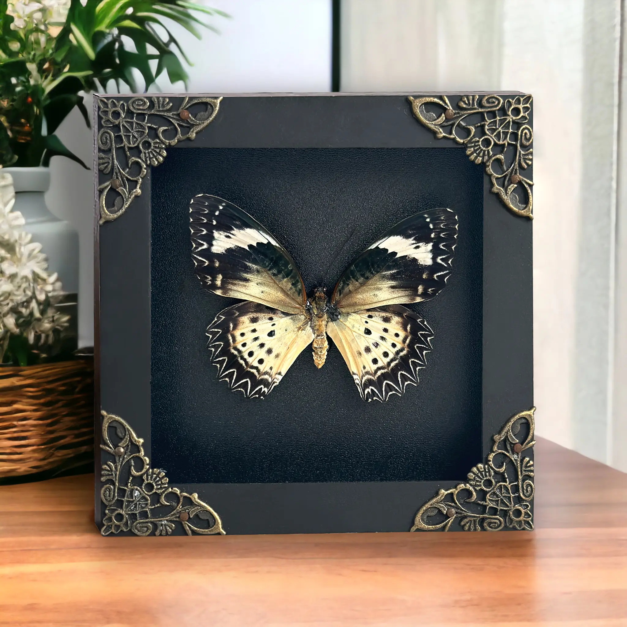 Framed Butterfly Display Preserved Insect Unique Gifts Entomology Oddities Collection Vibrant Wall Art Home Decor Room Wood Shadow Box Design