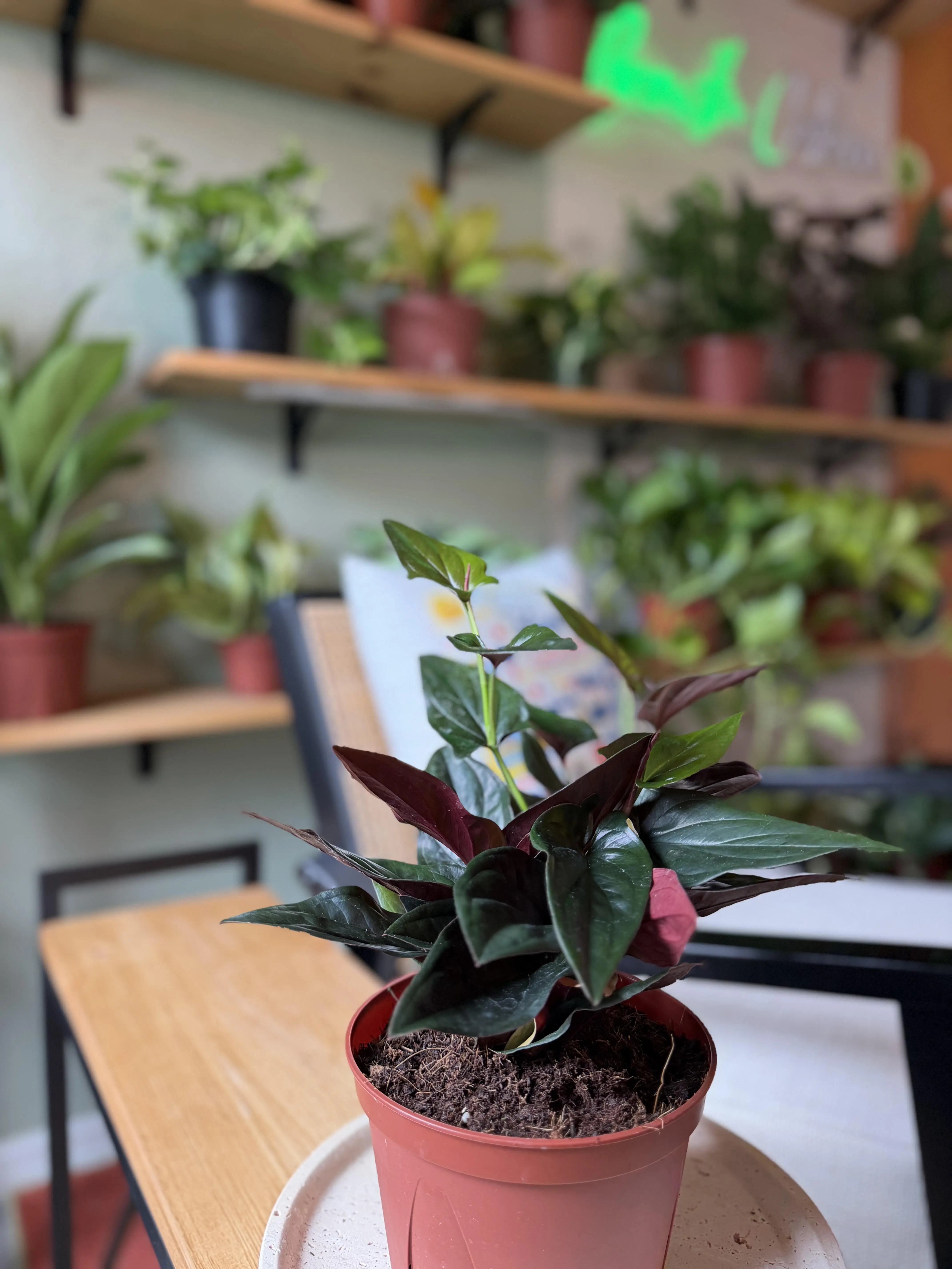 6” Syngonium Red Arrow - Dark Velvet Foliage Houseplant - Easy Care Live Plant