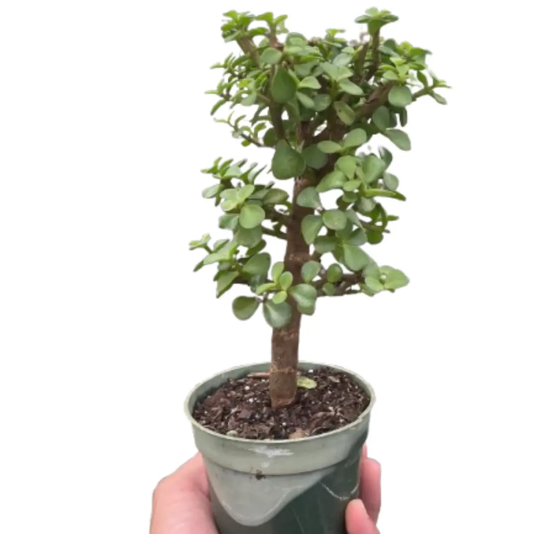 Bonsai Jade Dwarf Green (Portulacaria afra)