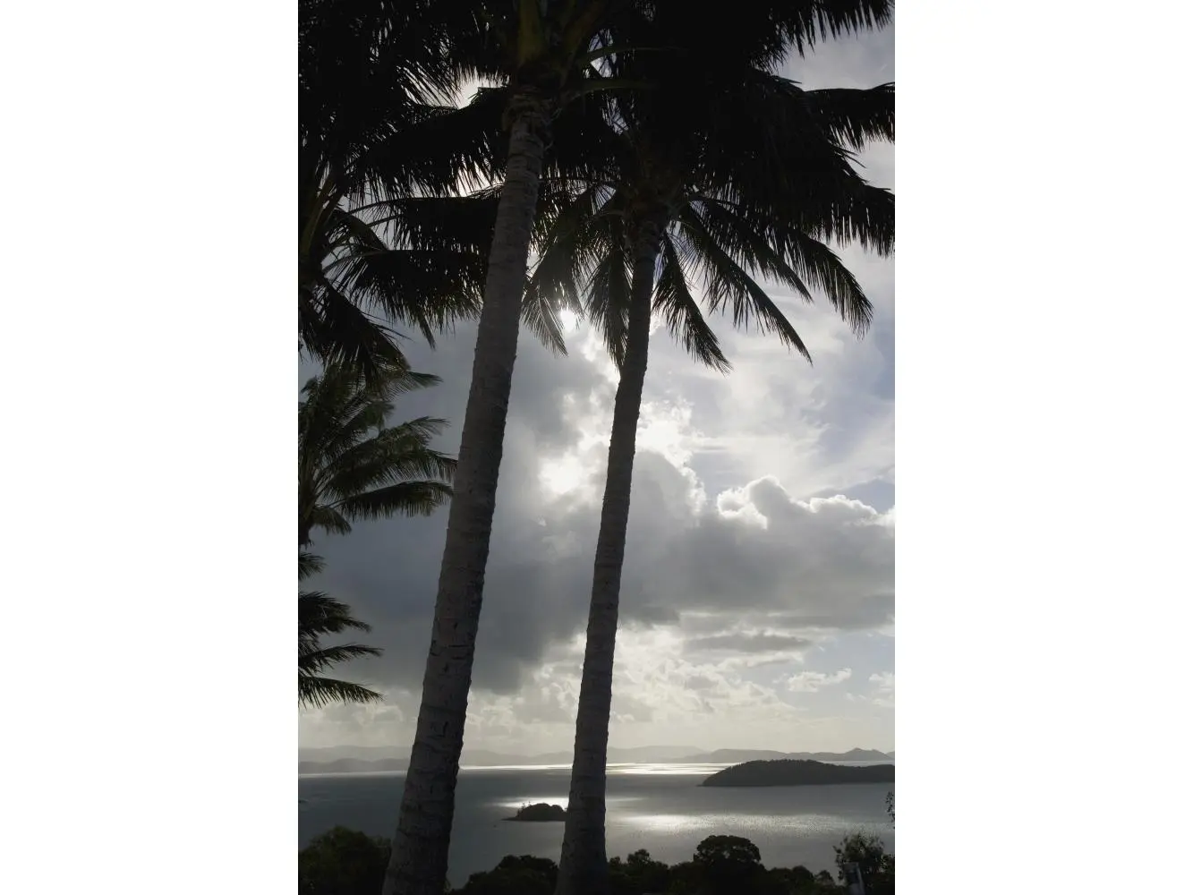 Palm Trees Silhouetted Against Dark Cloudy Sky Poster Print - 12 x 19