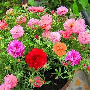 Buy 3 Get 2 Free Double Sunflower Seeds，1000 seeds,Mixed color Flower seeds,Blooming All Season, indoor and outdoor flower seeds,Easy-to-grow,Flower seeds.