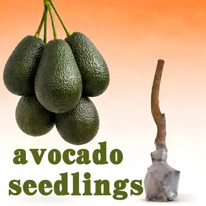 Family heirloom non-GMO walnuavocado seedlings - High-quality grafted fruit trees, suitable for indoor potting and garden planting. They bloom in spring and summer, and are highly productive.