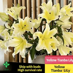 Yellow lily seeds are multicolored and have beautiful blooms and a strong smell. They have perennial bulbs that can bloom for many years after cultivation. Low maintenance costs make them suitable for garden decoration.