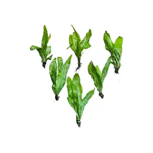 Java Fern Bare Root Live Aquarium Plant – Easy Low Light Plant