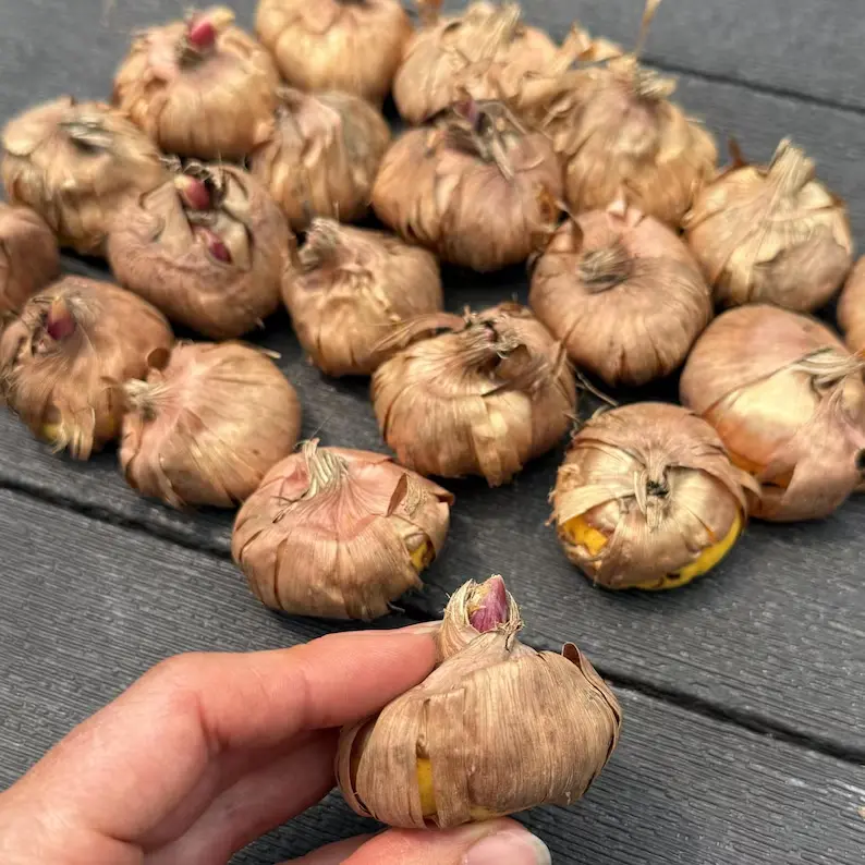 5 Ruffled Gladiolus Bulbs, Frilly Edge Sword Lily, Mixed Color Gladiolus Corms for Planting, Cut Flower Garden, Outdoor Perennial Summer Blooming