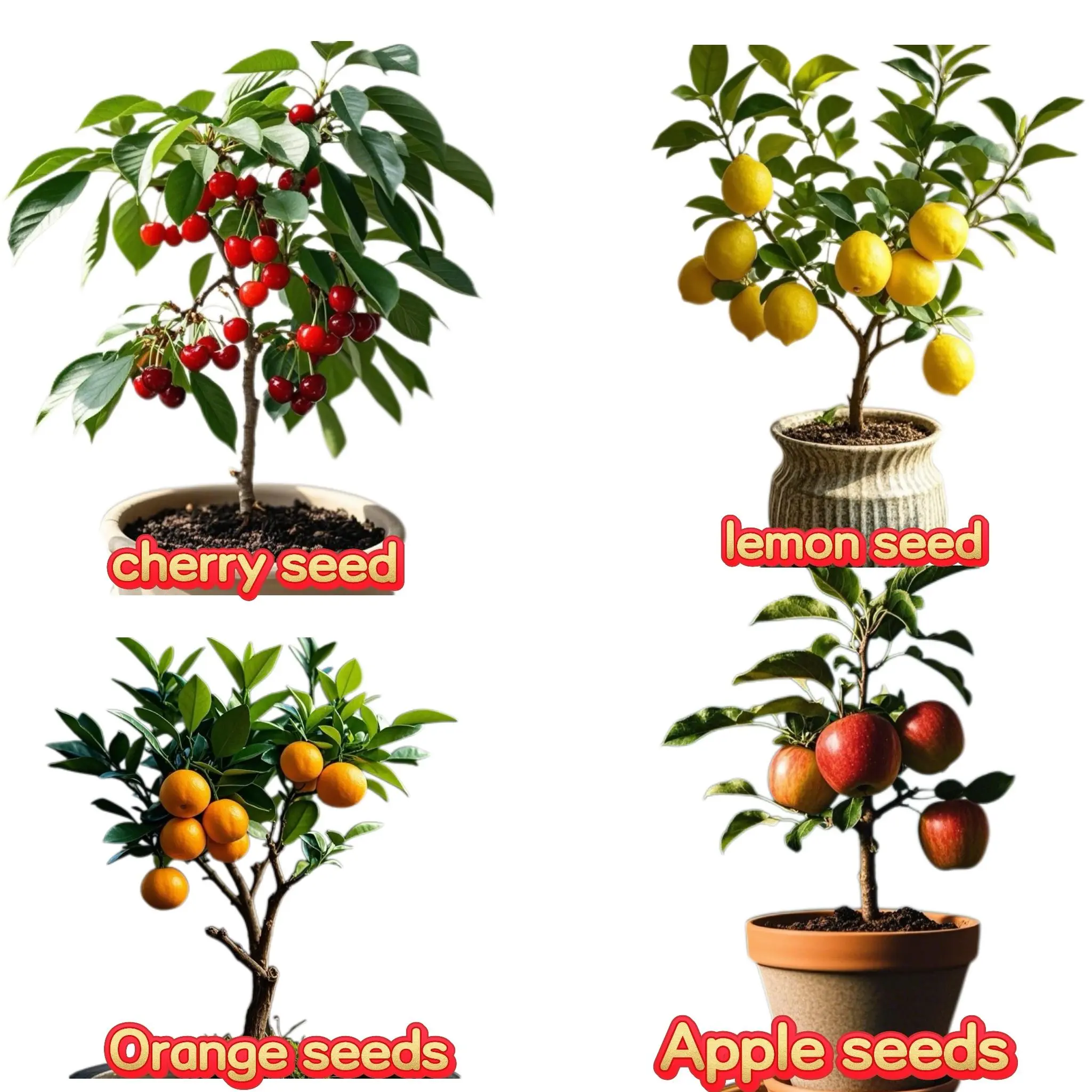 0.1lb Mixed Fruit Tree Gardening Seeds Pack (200pcs) - Assorted Cherry, Lemon, Orange Varieties - Full Sun Grow-at-Home Bagged Seed-Only (Not Live Plants)