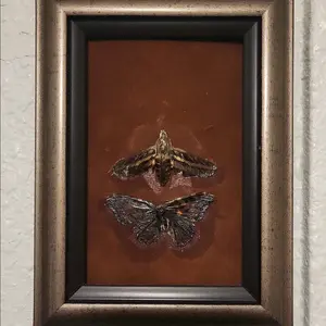 taxidermy with real butterfly and moth.
