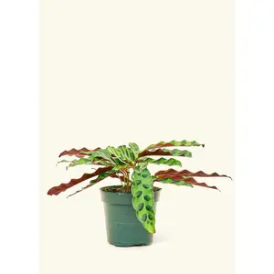 Calathea 'Rattlesnake'