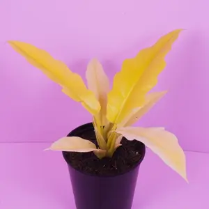 Philodendron Golden Crocodile – Bold Serrated Foliage Live Plant 5” Pot Neon Green Jagged Leaves Fast Growth Tropical Houseplant
