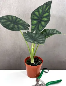 Alocasia Dragon Scale