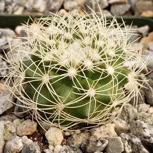 Discocactus arneispinus