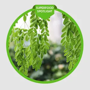 LIVE PLANT Moringa oleifera 2-3 ft tall - miracle tree - horseradish tree - drumstick tree - ben oil tree shipped from sunny Florida
