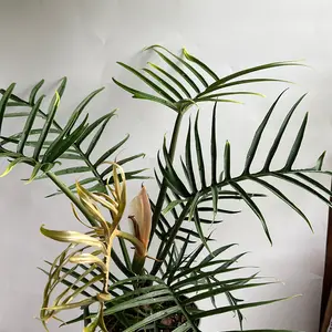Philodendron Tortum Plant 6" pot - Live Tropical House Plant with Unique Leaves for Indoor Home Decoration