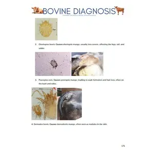 Bovine Diagnosis for NAVLE - Comprehensive Bovine Diagnosis ICVA with 3 NAVLE styled questions of each topic - 680 Pages - Navle Study Guide