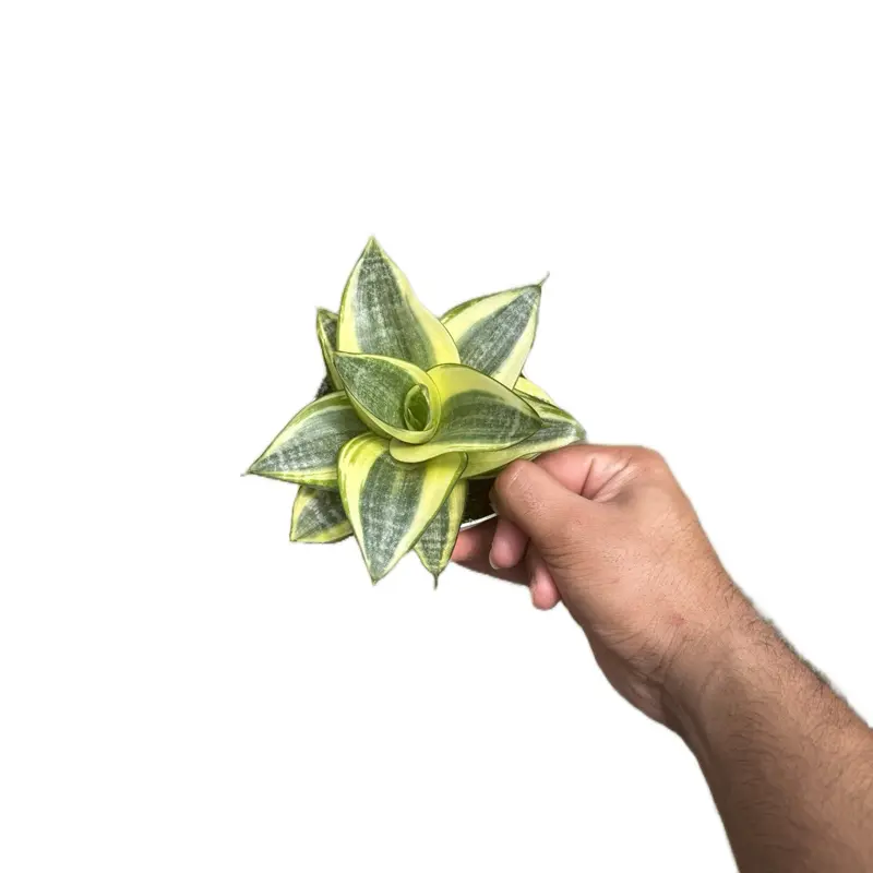 Sanseveria Golden Hahnii Snake Plant - 4 Inch Pot