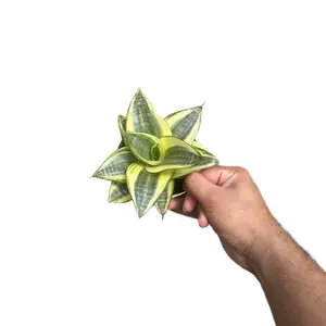 Sanseveria Golden Hahnii Snake Plant - 4 Inch Pot