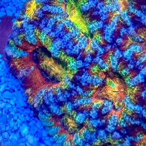 Rainbow Explosion Acan Saltwater Coral Beginner Friendly