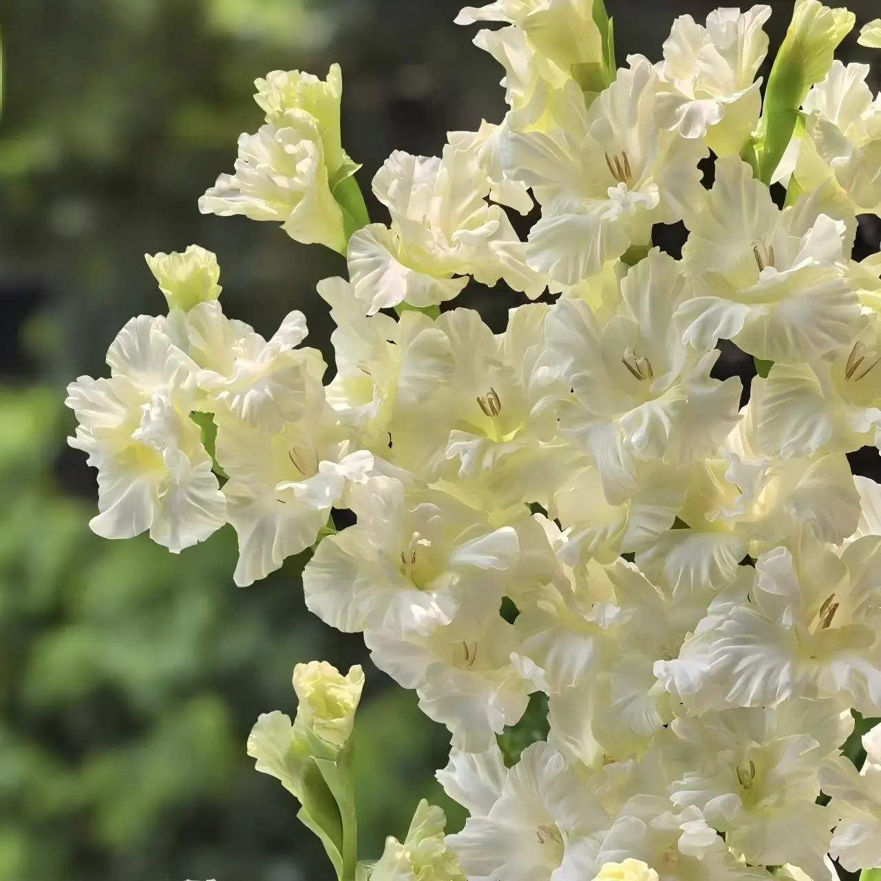2 Gladiolus Bulbs Perennial Flower Bulbs for Planting Home Garden Patio Cut Flower Arrangement Lovers backyard space
