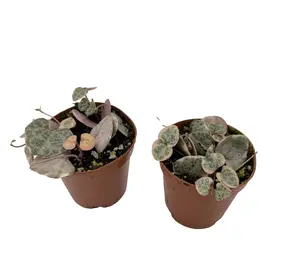 Pearl Moon Rosary Vine - Ceropegia woodii Pretty Pk- String of Hearts - 2 pack in 2" Pots