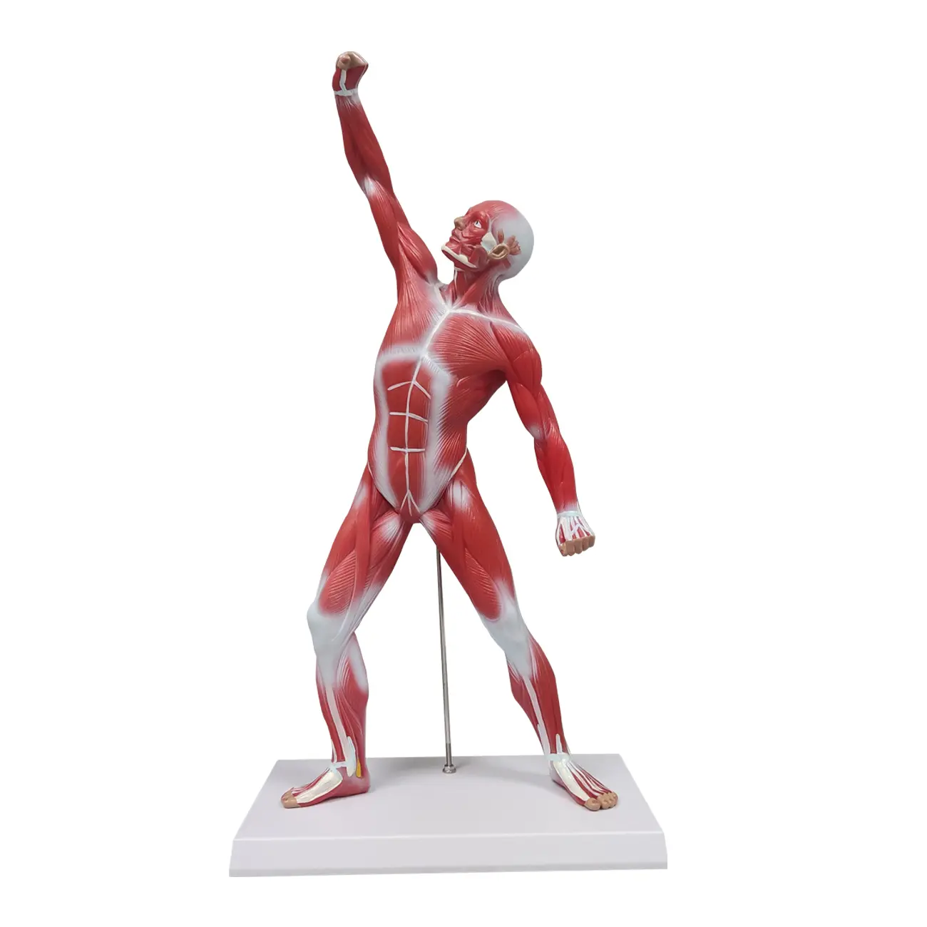 Ultrassist 20-in Human Anatomy Model - Professional Medical Training Tool for Exploring Human Muscular System, Muscle Detail, Clinical Demonstration Supplies (School & Educational Supplies), Explore Human Muscular System
