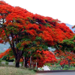 LIVE PLANT 3ft Delonix Regia Royal Poinciana Flame Tree Peacock flower Flamboyant