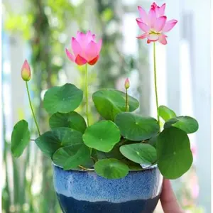 Outdoor pond lotus seeds that grow year-round aquatic flowers for landscape waterscapes