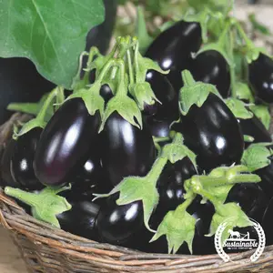 Eggplant Seeds - Morden Midget (organic)