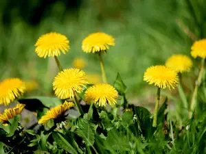 Rare Dandelion Seeds For Planting Wild Flower Seeds For Spring Planting About 1000 Seeds