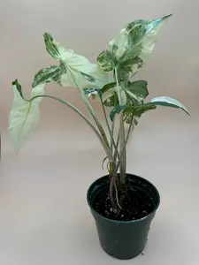 Albo Syngonium | 4 Inch Pot | House Plant | Live Plant | Decoration
