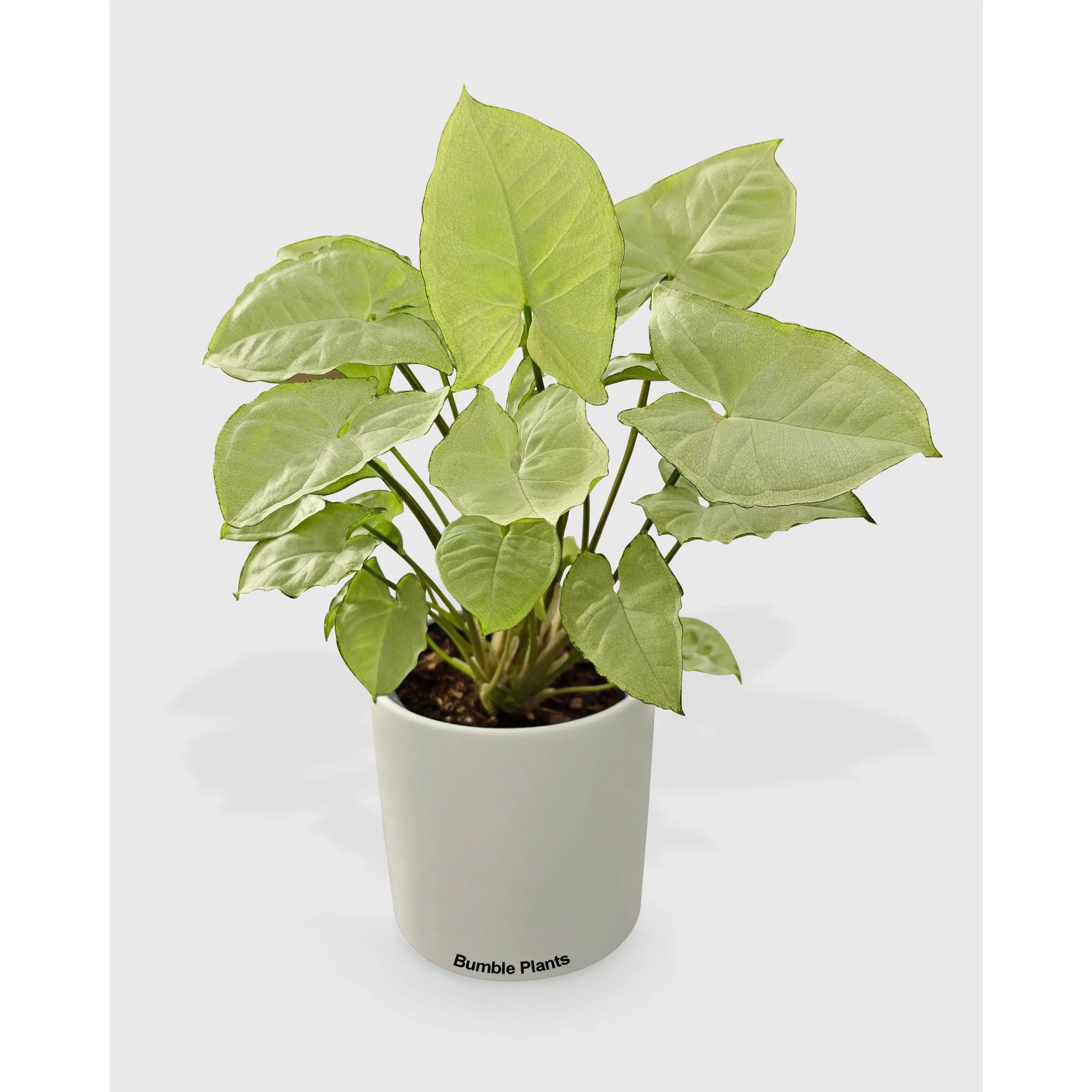 Syngonium White Butterfly
