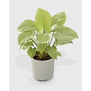Syngonium White Butterfly