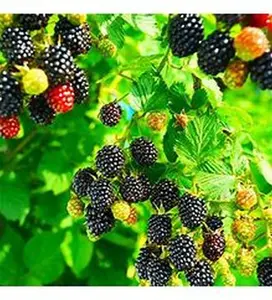 CHESTER THORNLESS BLACKBERRY