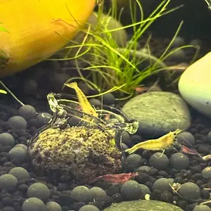 Glass Shrimp Feeding Bowl | Shrimp Food Bowl Holder