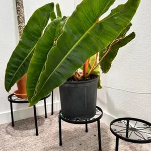Philodendron billietiae