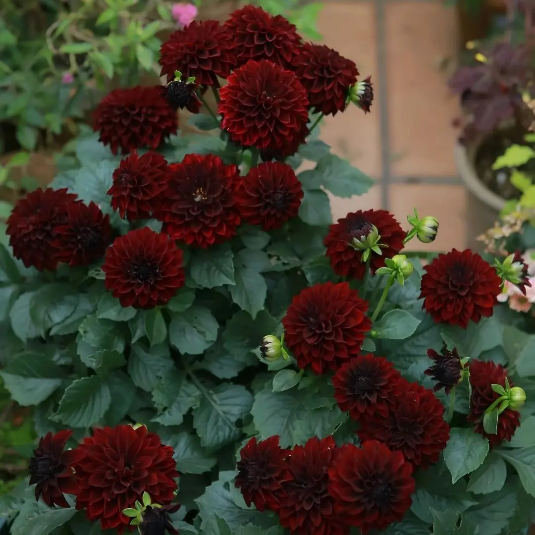 2 Dahlia Tubers, Extra-Large Double-Layer Blooms, Bright Rich Colors, High Ornamental Value Garden Flower Bulbs for Home Improvement