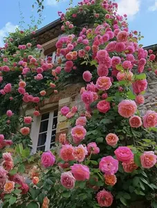 600Pcs Vibrant Mixed-Color Climbing Rose Rosa BushVine Climber Fragrant Butterfly Flower Seeds