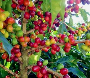 10 Coffea arabica Seeds Tropical EXOTIC Coffee Bean Indoor House Plant Tree RARE