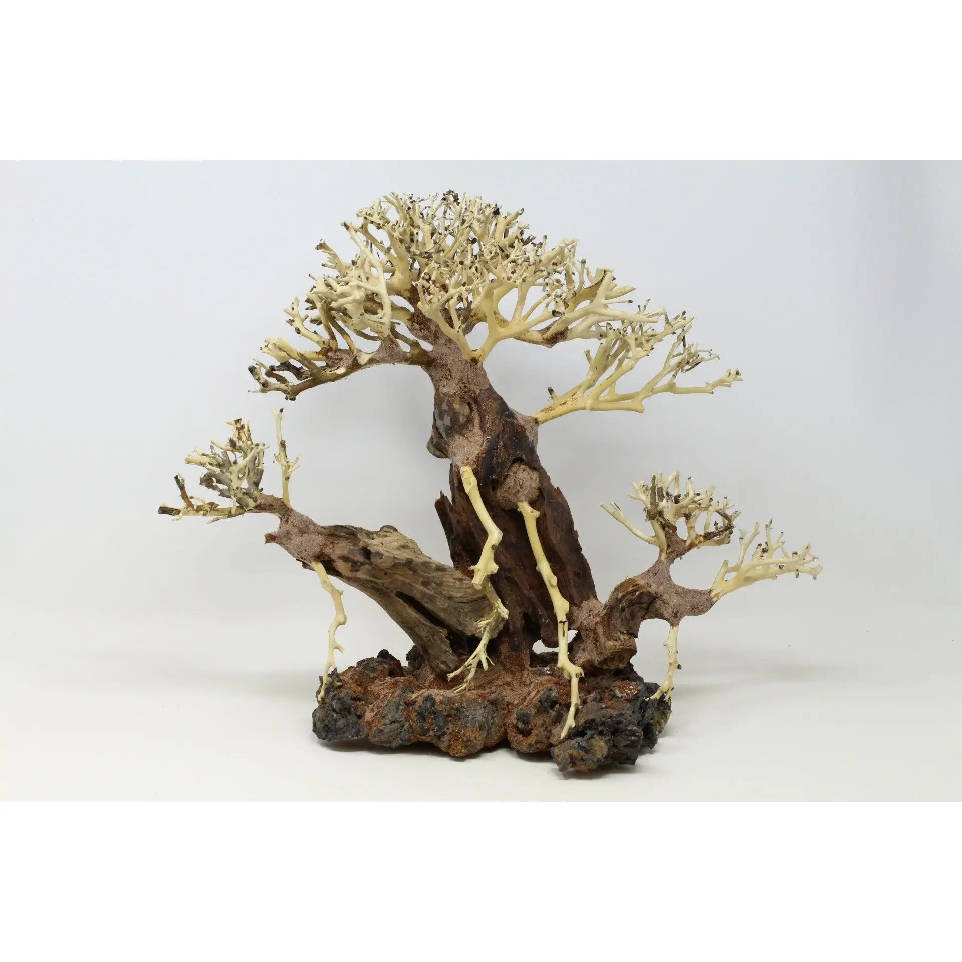 Aquarium Driftwood Bonsai Tree AquaSpace Fish Planted Freshwater AWI Random Pick