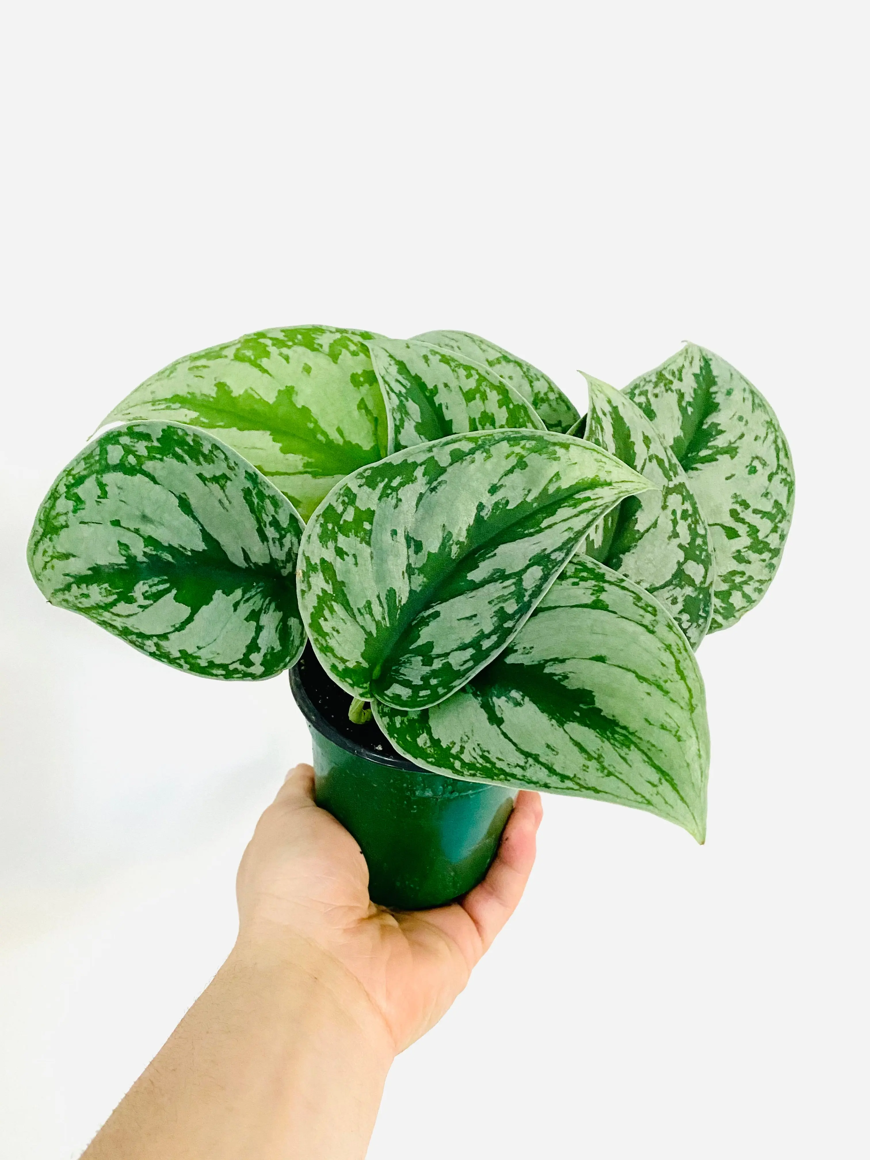 Scindapsus Pictus 'Silver Cloud' - 4" Pot